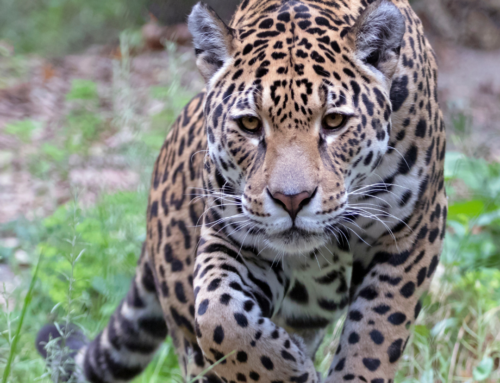 Who are the Jaguars? And why they need our help.