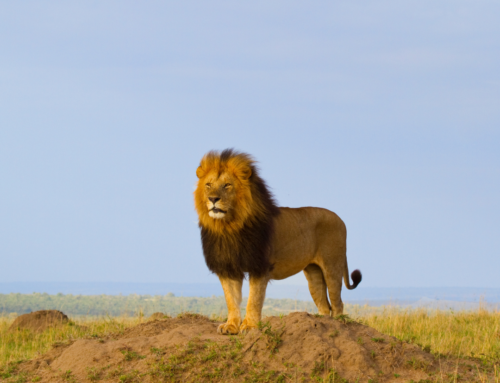 The King of the Jungle Belongs In The Jungle (Or Savannas & Grasslands)
