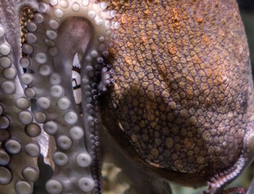 Banning Octopus Farms in the United States is catching on!  Keep the cards and letters coming.